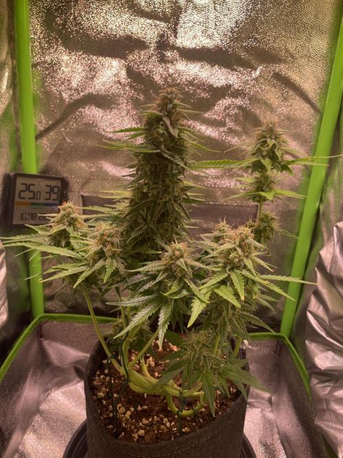 Royal Haze Auto/RQS. Week 9 - Day 55