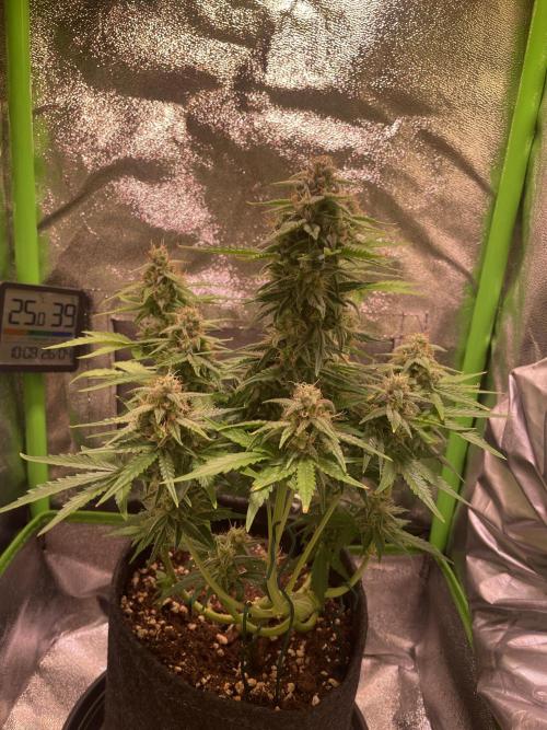 Royal Haze Auto/RQS. Week 9 - Day 55