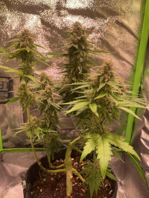 Royal Haze Auto/RQS. Week 9 - Day 56