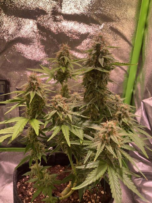 Royal Haze Automatic. Week 9