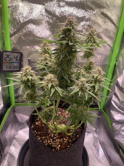 Royal Haze Auto/RQS. Week 10 - Day 57