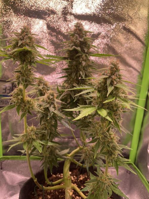 Royal Haze Auto/RQS. Week 10 - Day 58