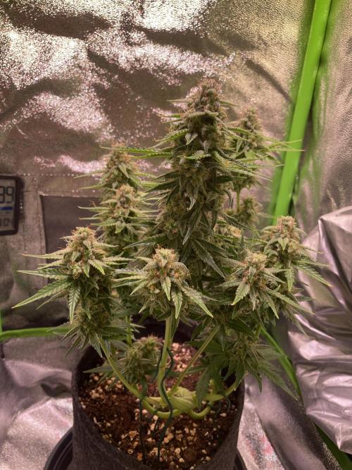 Royal Haze Auto/RQS. Week 10 - Day 58