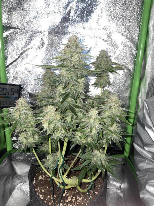 Royal Haze Auto/RQS. Week 10 - Day 59