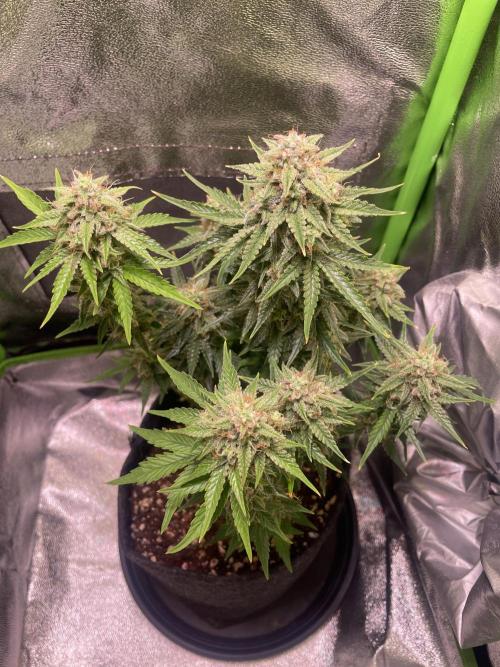 Royal Haze Auto/RQS. Week 10 - Day 60