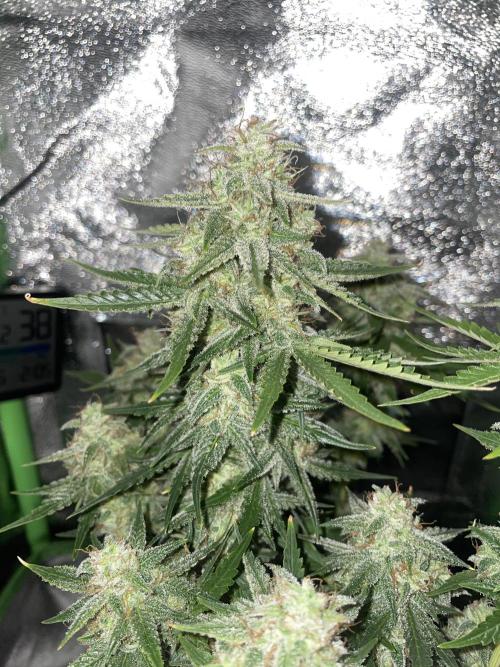 Royal Haze Auto/RQS. Week 10 - Day 61