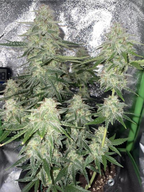 Royal Haze Auto/RQS. Week 10 - Day 61