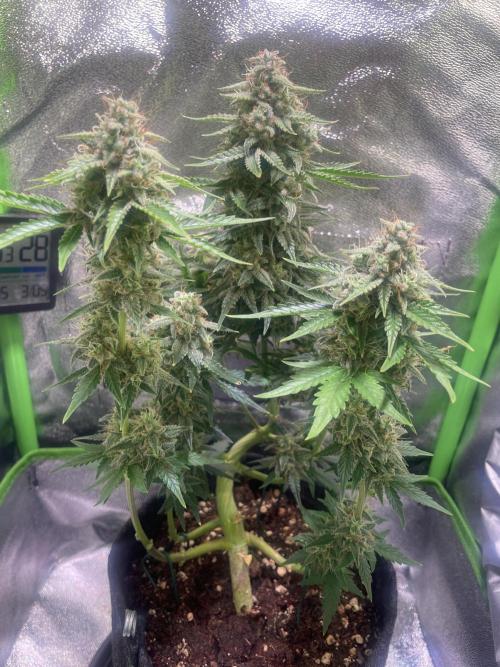 Royal Haze Auto/RQS. Week 10 - Day 62