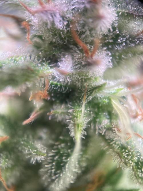 Royal Haze Auto/RQS. Week 10 - Day 62