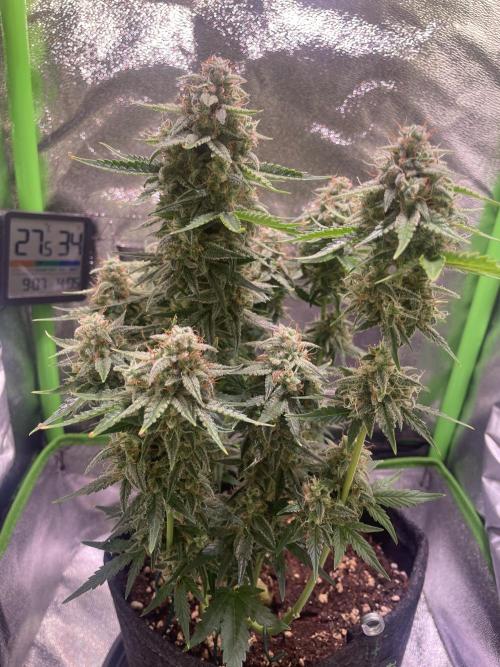 Royal Haze Automatic. Week 10