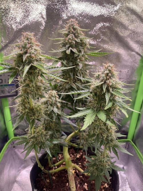 Royal Haze Auto/RQS. Week 11 - Day 65