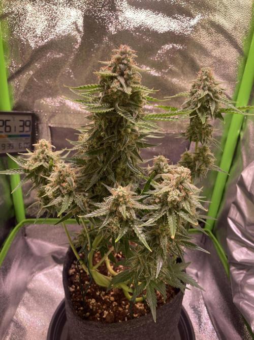 Royal Haze Auto/RQS. Week 11 - Day 65