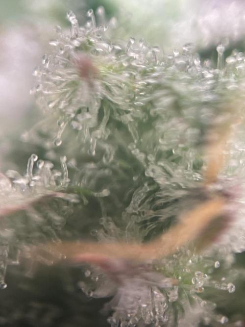 Royal Haze Auto/RQS. Week 11 - Day 67