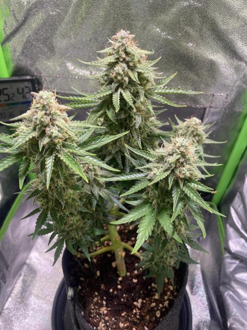 Royal Haze Auto/RQS. Week 11 - Day 67