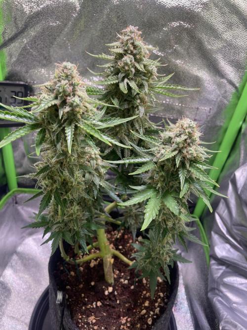 Royal Haze Auto/RQS. Week 11 - Day 68