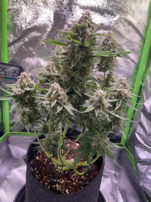 Royal Haze Auto/RQS. Week 11 - Day 68
