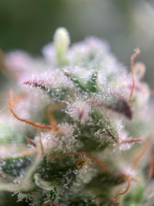 Royal Haze Auto/RQS. Week 11 - Day 69