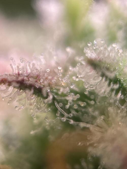 Royal Haze Auto/RQS. Week 11 - Day 69