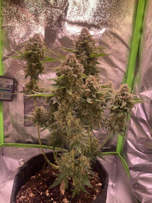 Royal Haze Auto/RQS. Week 11 - Day 69