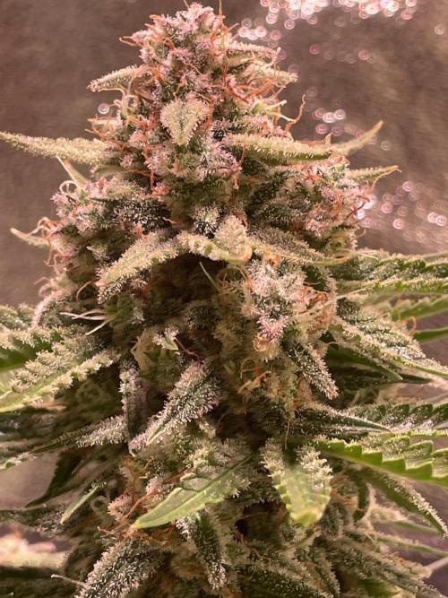 Royal Haze Auto/RQS. Week 11 - Day 69