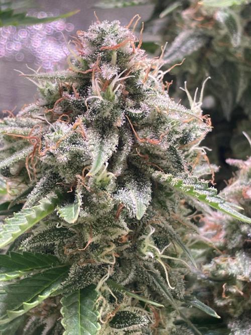 Royal Haze Automatic. Week 11