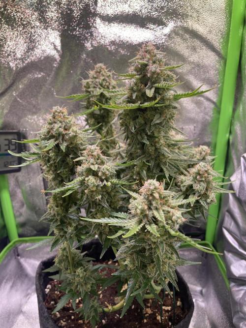 Royal Haze Auto/RQS. Week 12 - Day 70