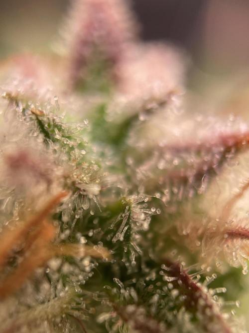 Royal Haze Auto/RQS. Week 12 - Day 70