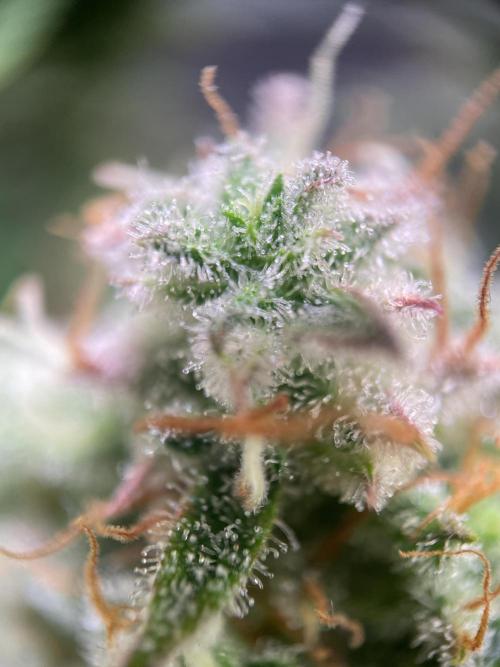 Royal Haze Auto/RQS. Week 12 - Day 70
