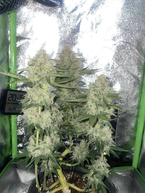 Royal Haze Auto/RQS. Week 12 - Day 71
