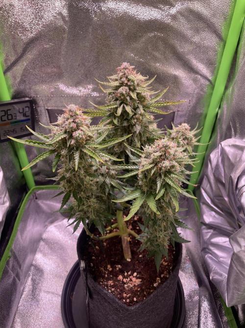 Royal Haze Auto/RQS. Week 12 - Day 73