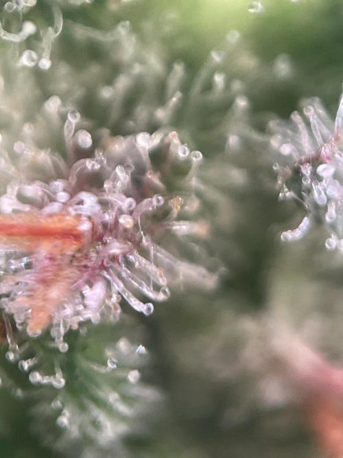 Royal Haze Auto/RQS. Week 12 - Day 73