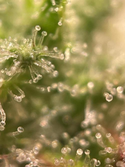 Royal Haze Auto/RQS. Week 12 - Day 73