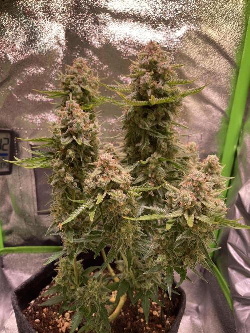 Royal Haze Auto/RQS. Week 12 - Day 73