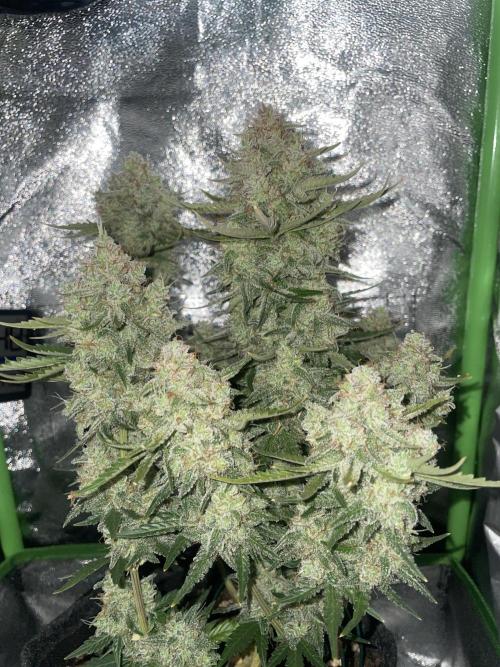 Royal Haze Auto/RQS. Week 12 - Day 76