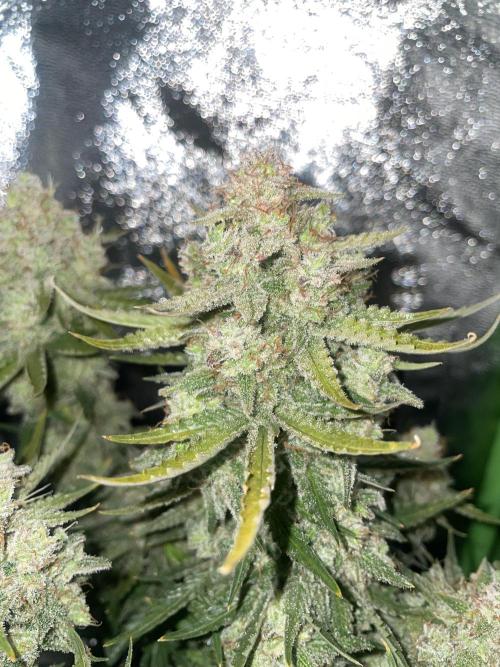 Royal Haze Auto/RQS. Week 12 - Day 76