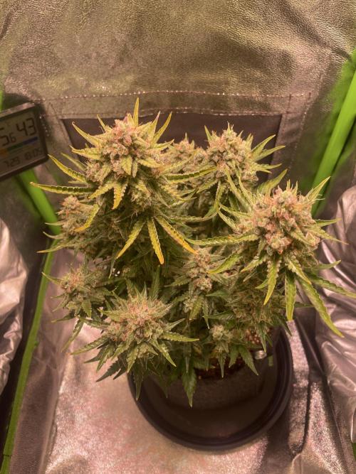 Royal Haze Auto/RQS. Week 12 - Day 77