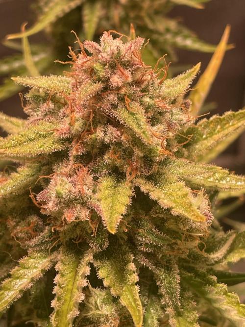 Royal Haze Automatic. Week 12