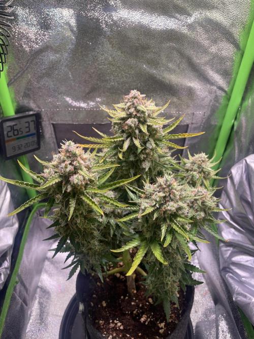 Royal Haze Auto/RQS. Week 13 - Day 79