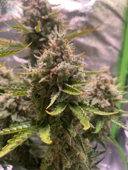 Royal Haze Auto/RQS. Week 13 - Day 79