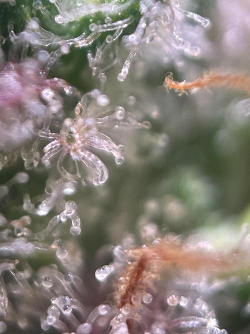 Royal Haze Auto/RQS. Week 13 - Day 79