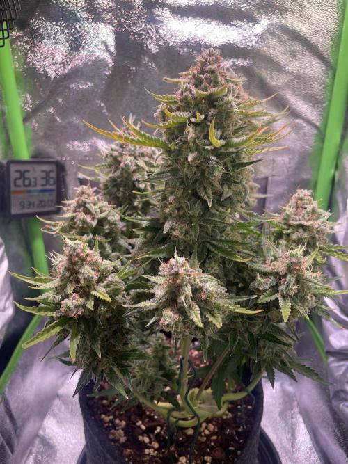 Royal Haze Auto/RQS. Week 13 - Day 79