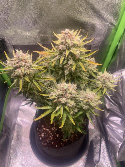 Royal Haze Auto/RQS. Week 13 - Day 82
