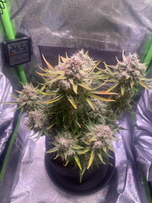 Royal Haze Auto/RQS. Week 13 - Day 82
