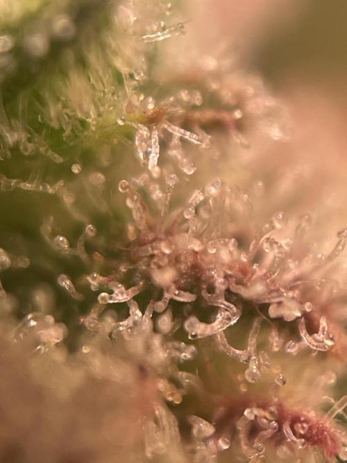 Royal Haze Auto/RQS. Week 13 - Day 82