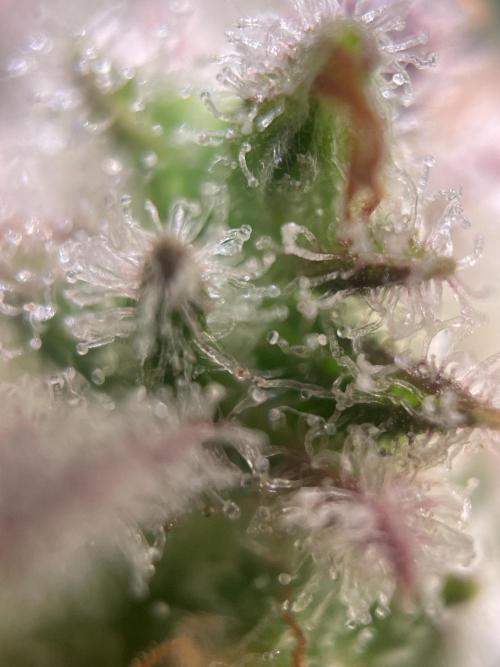 Royal Haze Auto/RQS. Week 13 - Day 82