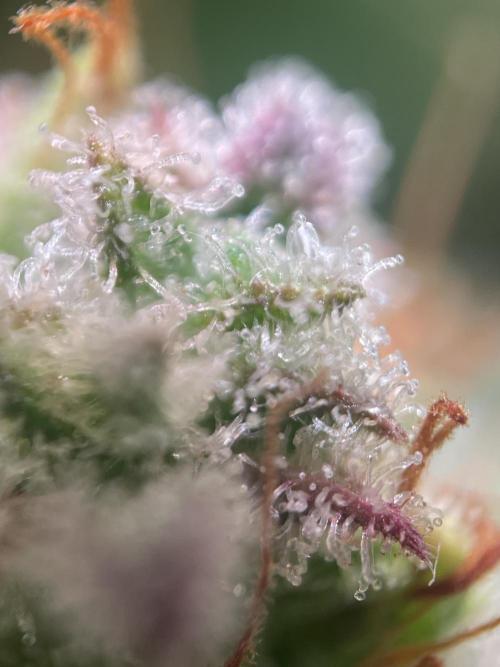 Royal Haze Auto/RQS. Week 13 - Day 83