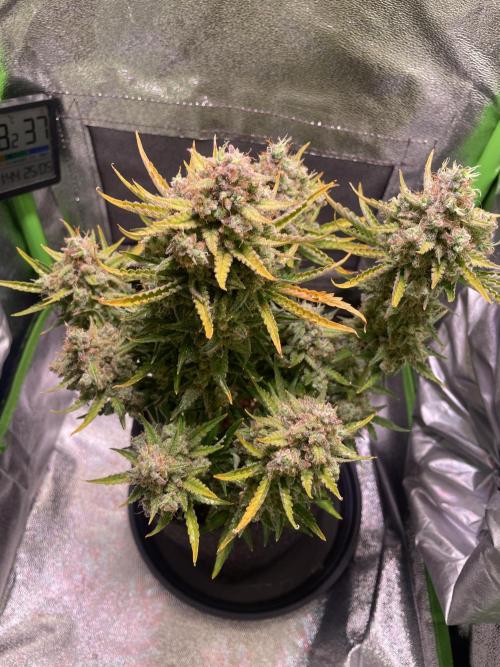 Royal Haze Auto/RQS. Week 13 - Day 84
