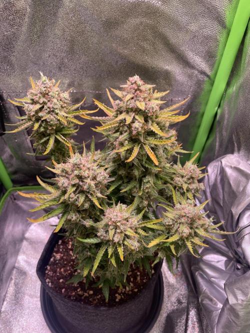 Royal Haze Automatic. Week 13