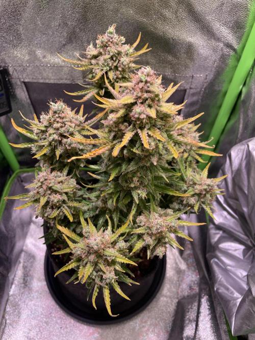 Royal Haze Auto/RQS. Week 14 - Day 86