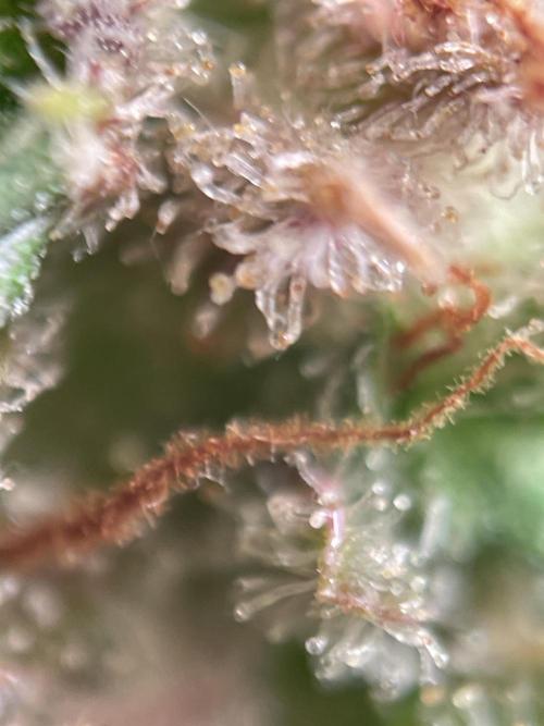 Royal Haze Auto/RQS. Week 14 - Day 86